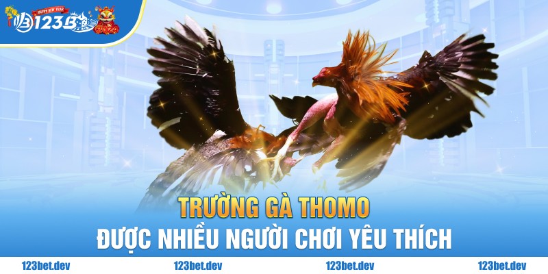 Trường gà Thomo được nhiều người chơi yêu thích